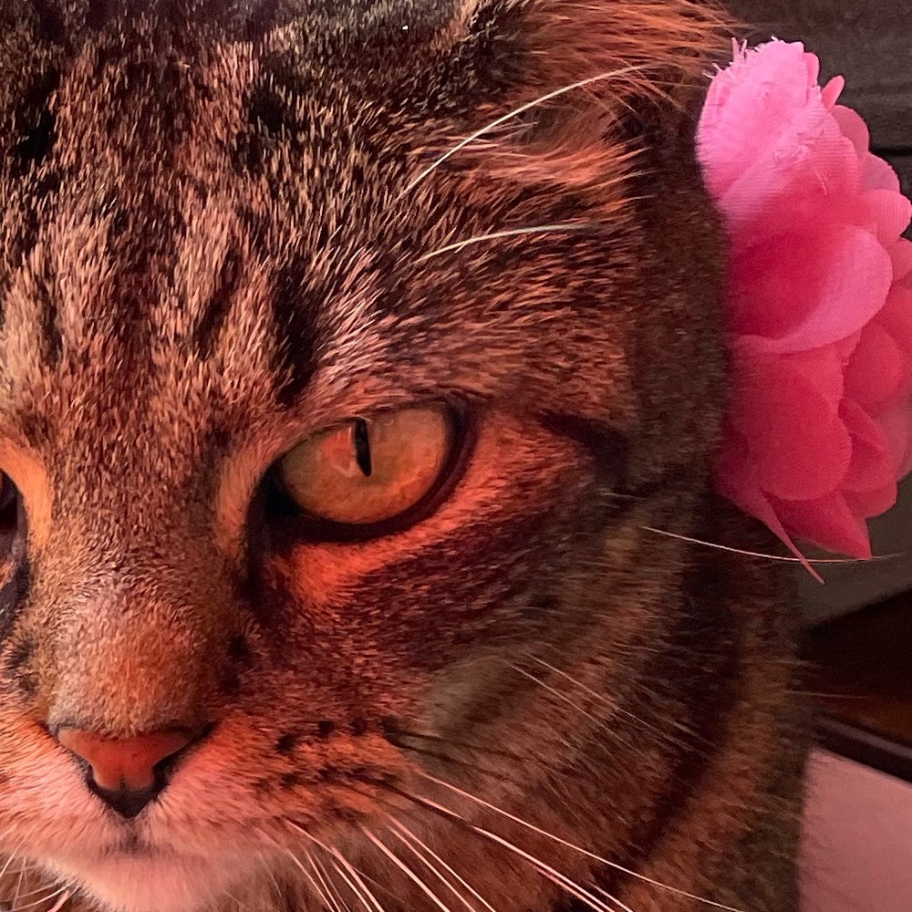 Meet your Posher, Aileen